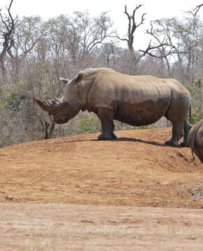 Image of Ceratotherium simum simum