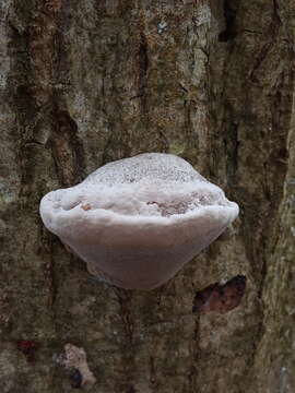 Image of Phellinus igniarius (L.) Quél. 1886