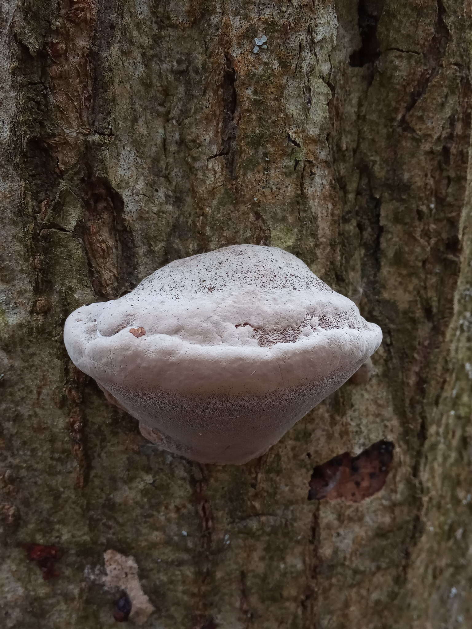 Image of Phellinus igniarius (L.) Quél. 1886