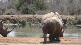 Image of Ceratotherium simum simum