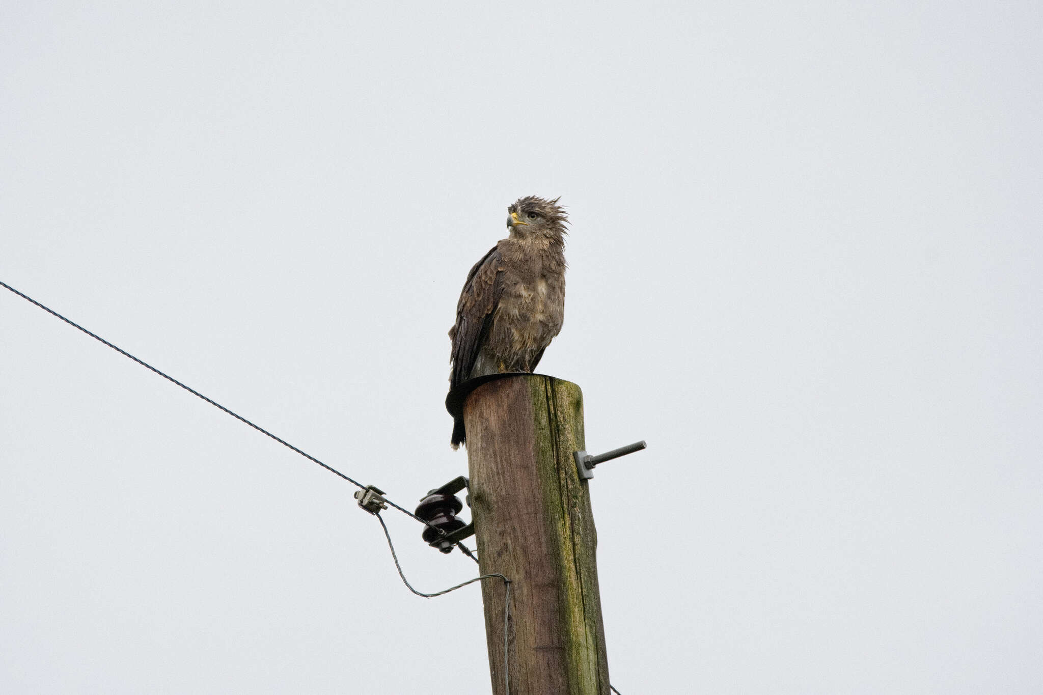 Image of Banded Snake-Eagle