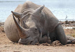 Image of Ceratotherium simum simum