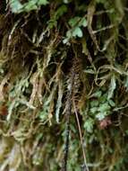 صورة Hymenophyllum scabrum A. Rich.