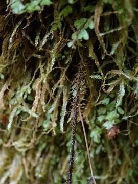 Image of Hymenophyllum scabrum A. Rich.