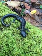 Image of White-spotted Slimy Salamander