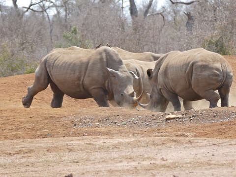 Image of Ceratotherium simum simum