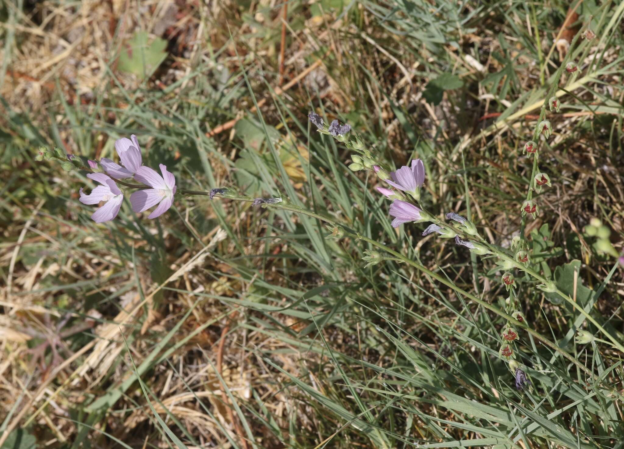 Image of Owens Valley sidalcea