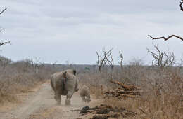 Image of Ceratotherium simum simum