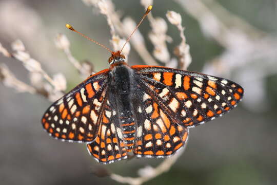 Sivun Euphydryas chalcedona klotsi kuva