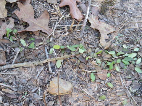 Image of Texas Leaf Cutting Ant