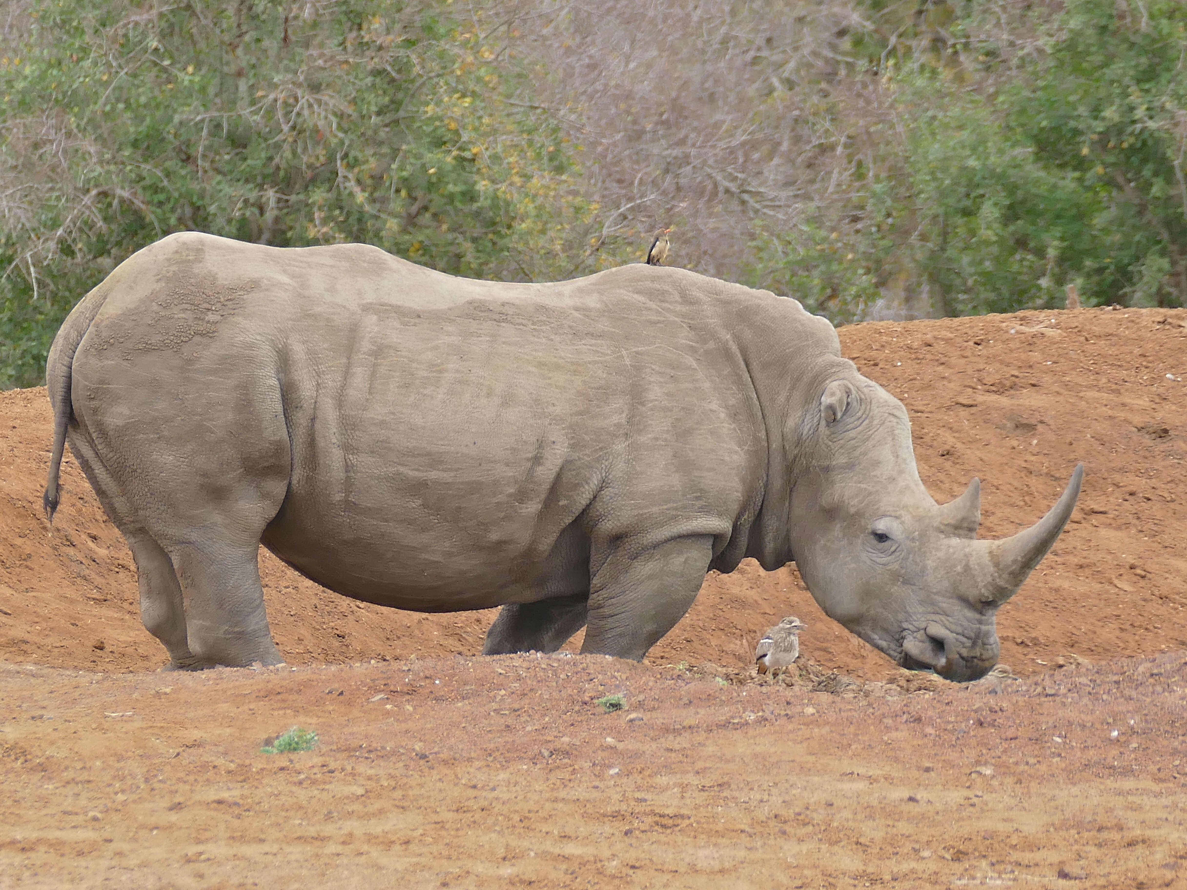 Image of Ceratotherium simum simum