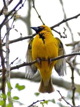 Image of Village Weaver