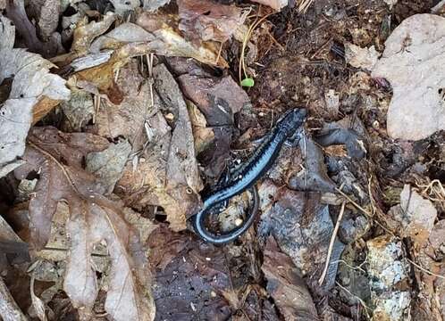 Image of Plethodon chattahoochee Highton ex Highton, Maha & Maxson 1989