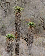 Image of Mountain aloe