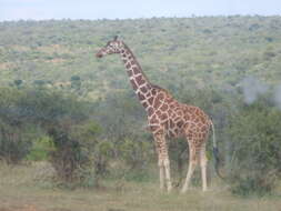 Image of reticulated giraffe