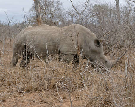 Image of Ceratotherium simum simum