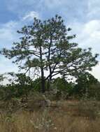 Image of Michoacán Pine