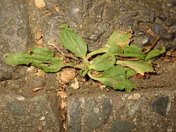 Plantago uliginosa F. W. Schmidt resmi