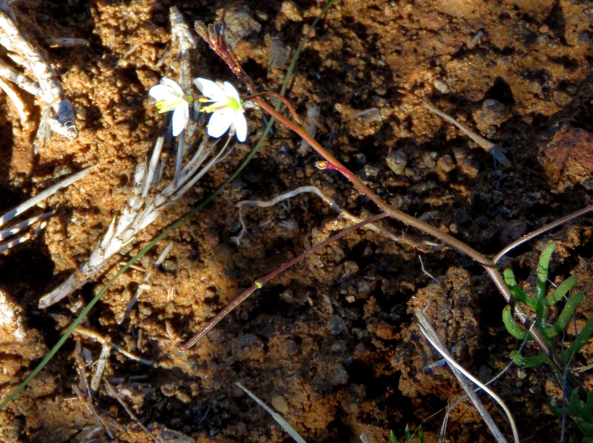 Image de Heliophila crithmifolia Willd.