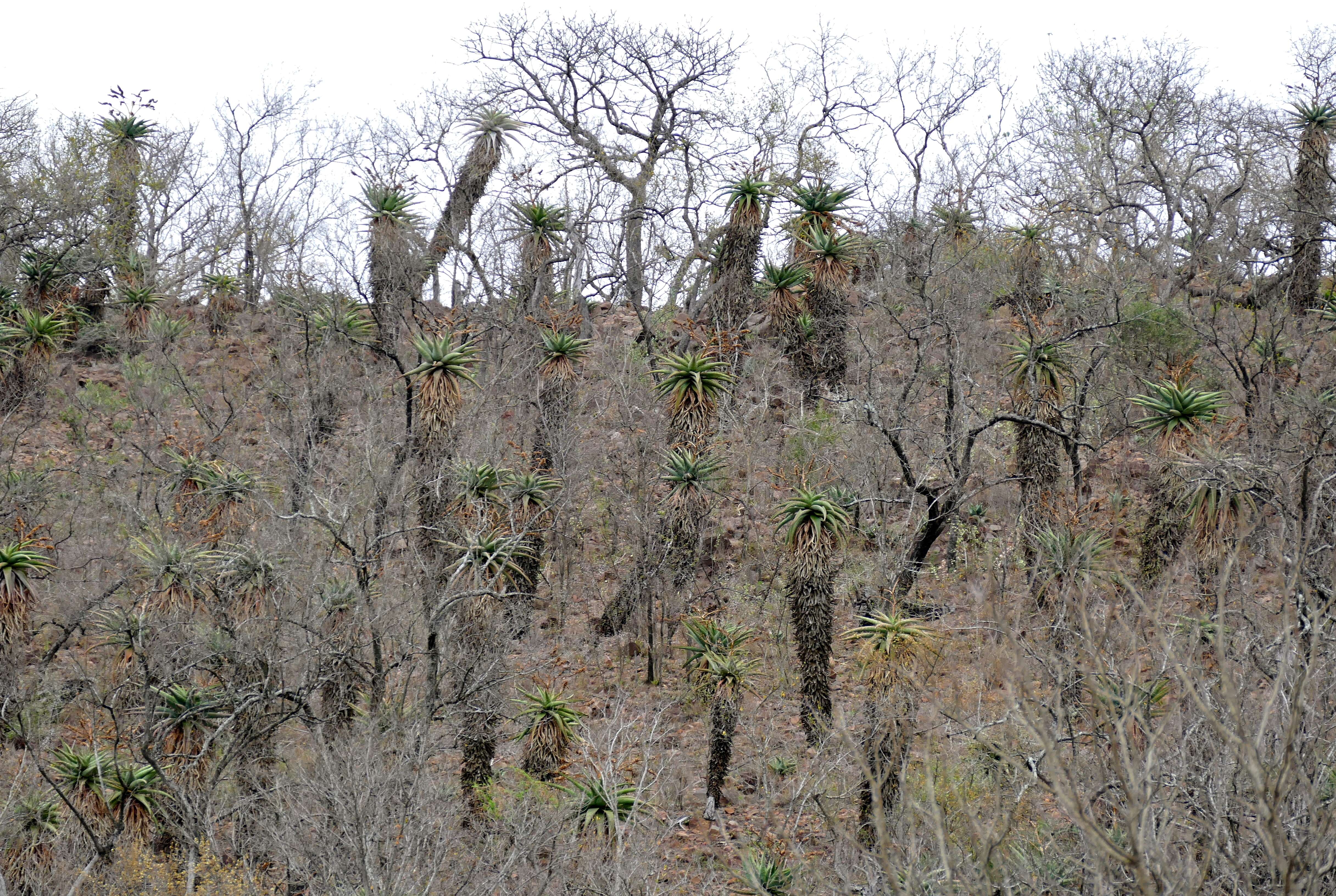 Image of Mountain aloe