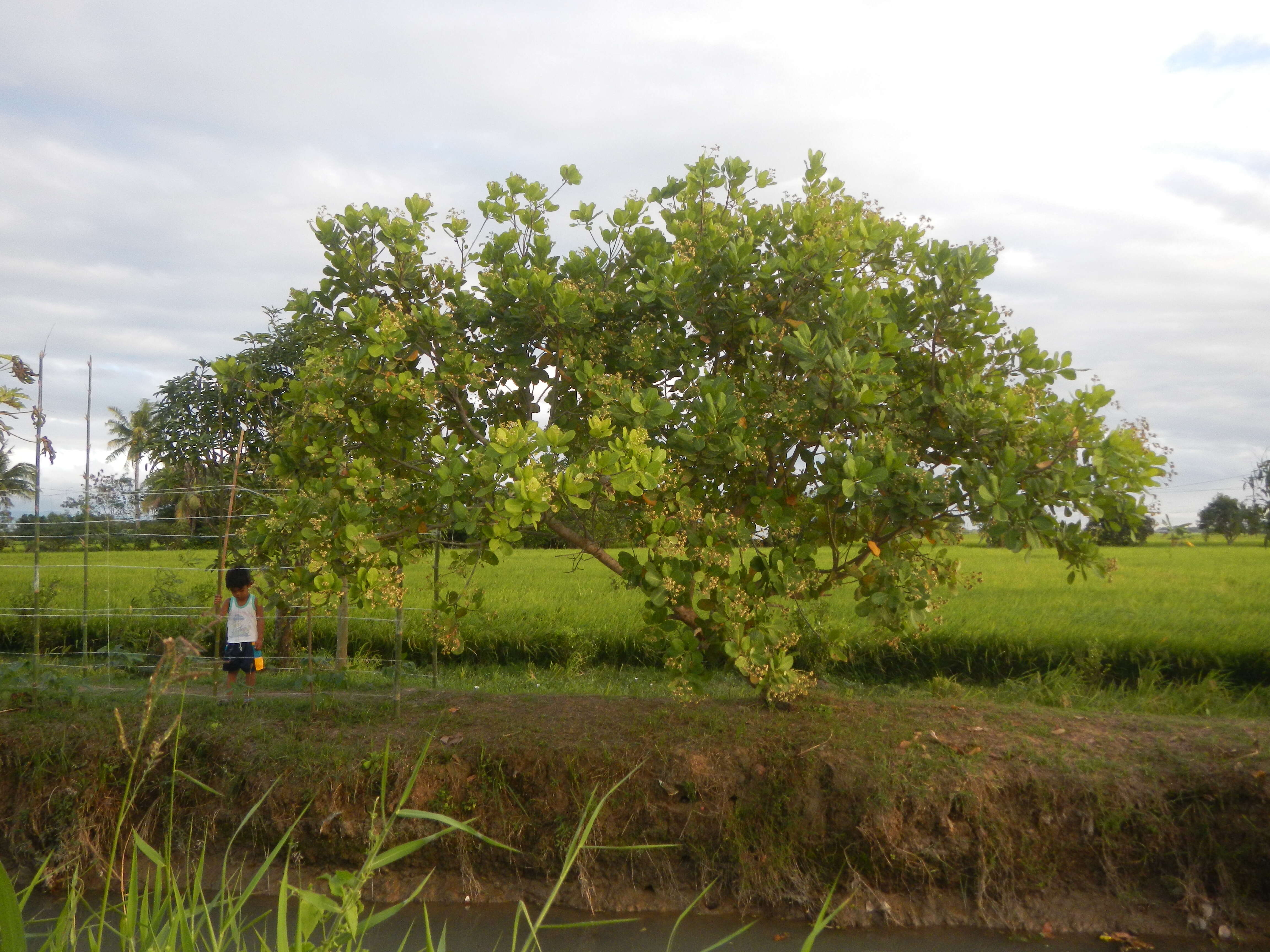 Image of cashew