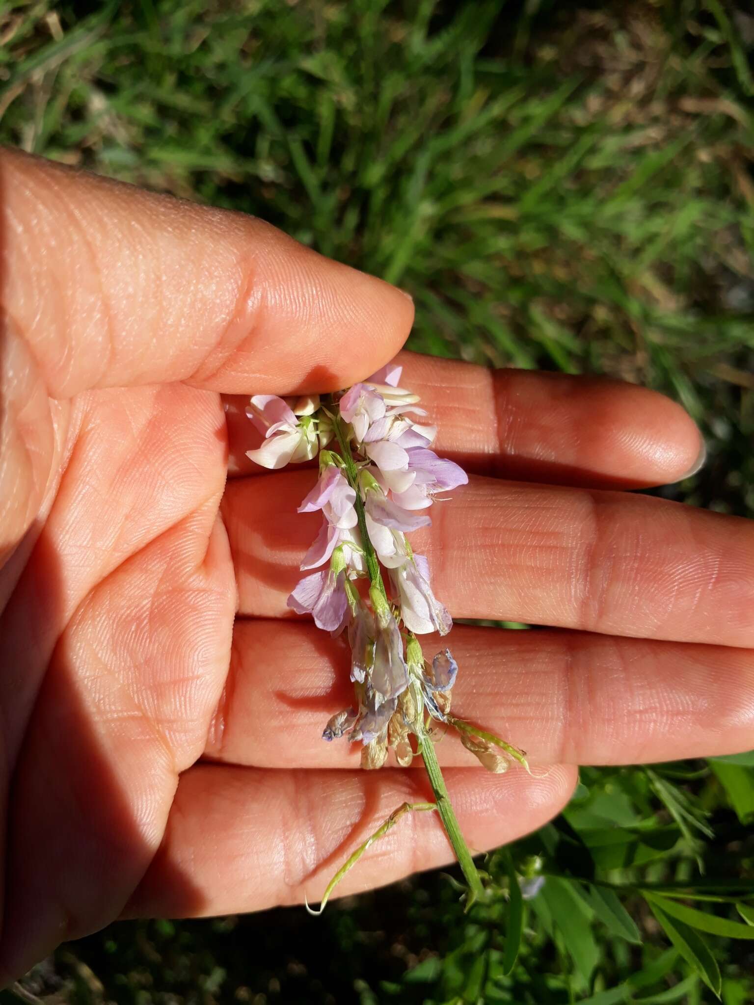 Image of Goat's rue