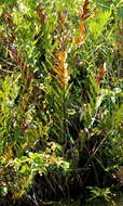 Image of Golden Leather Fern