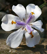 Image of Wild iris