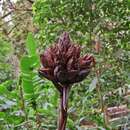 Image of Guzmania inkaterrae Gouda & C. Soto