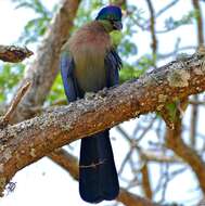 Image of Purple-crested Turaco