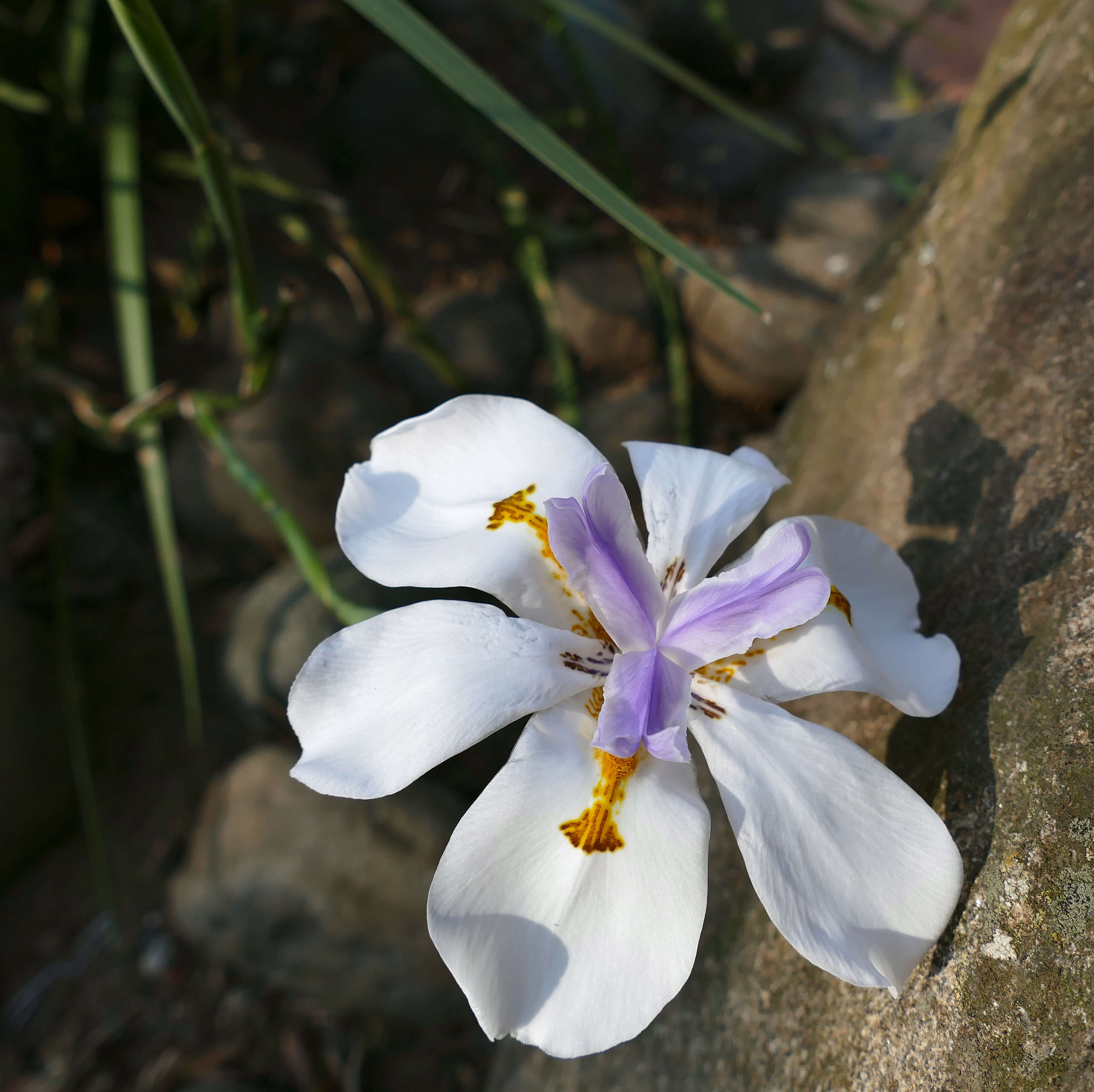 Image of Wild iris