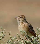 Image of Rufous-naped Lark