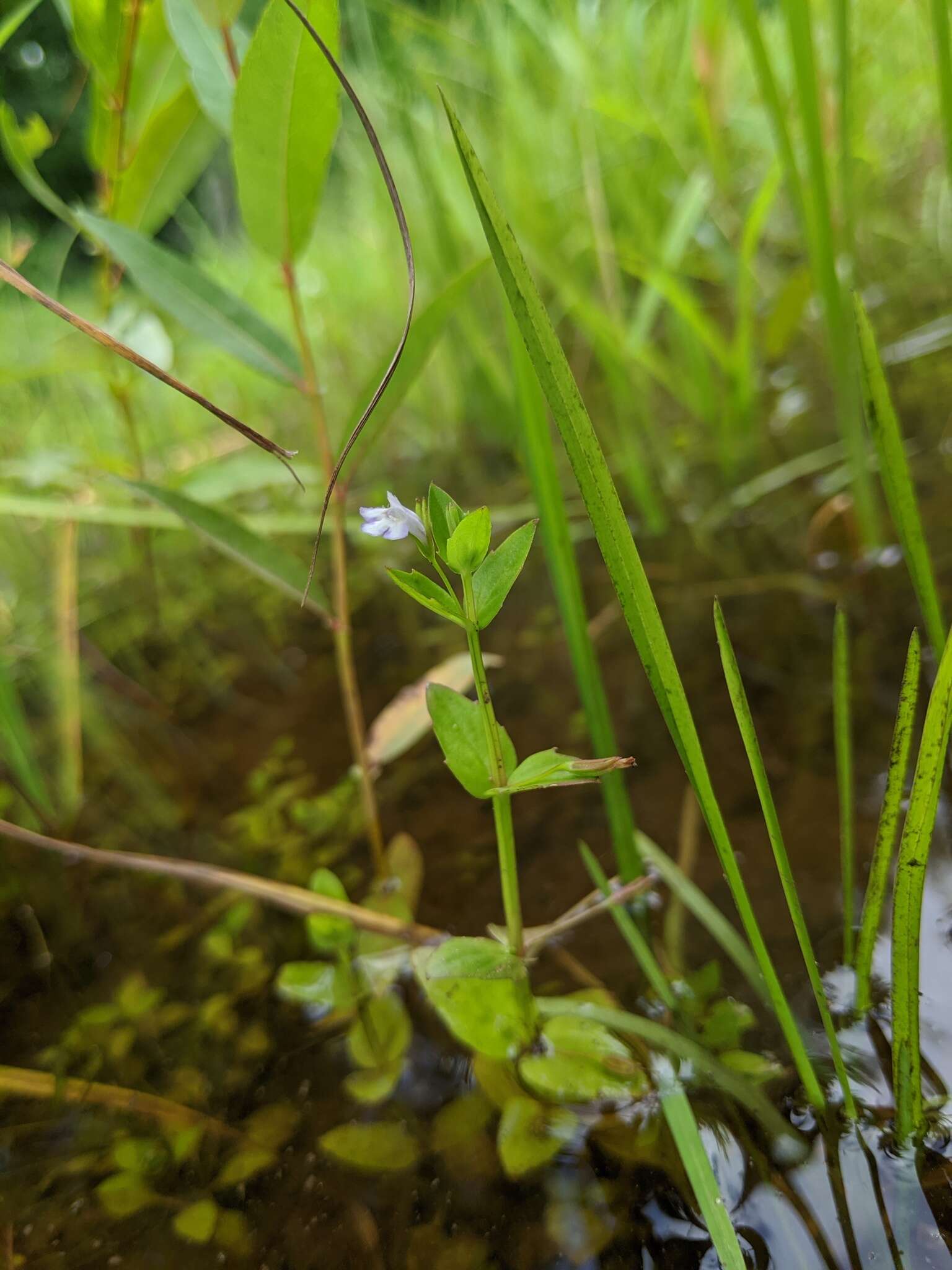 Imagem de Lindernia dubia var. dubia