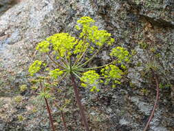 Imagem de Thapsia nitida Lacaita