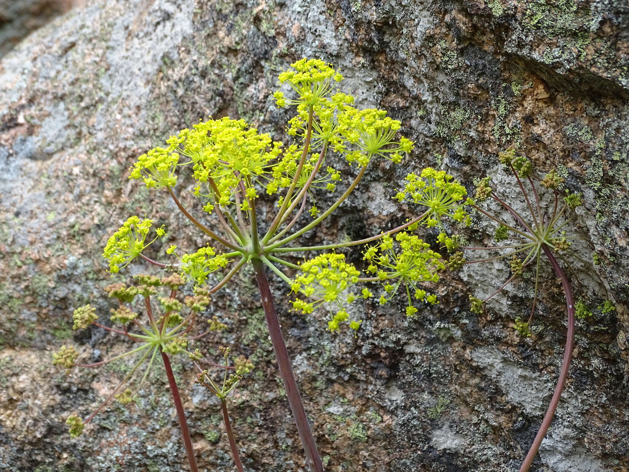 Image of Thapsia nitida Lacaita