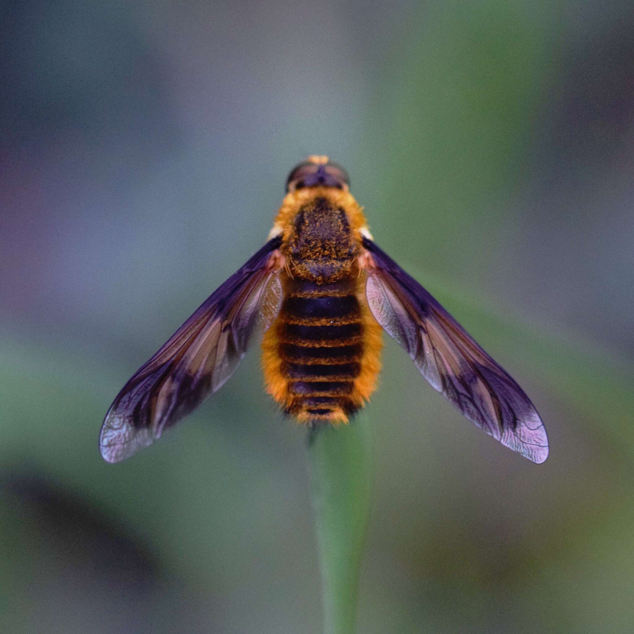 Image of Notolomatia pictipennis (Wiedemann 1828)