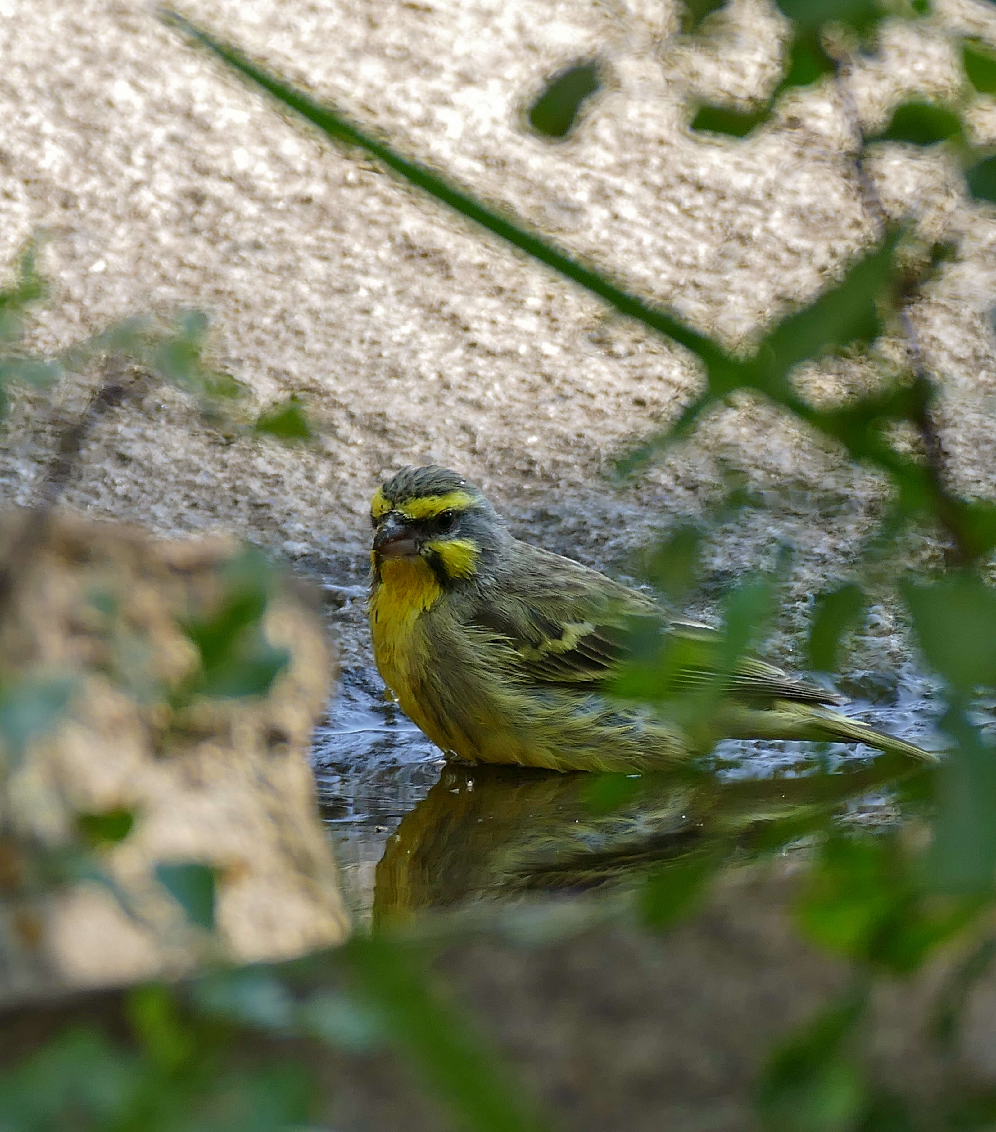 Image of Yellow-fronted Canary