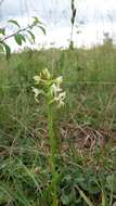 Image of lesser butterfly-orchid