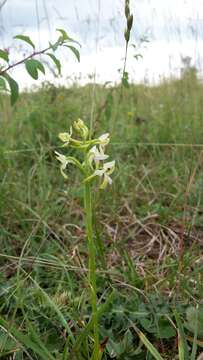 Image of lesser butterfly-orchid