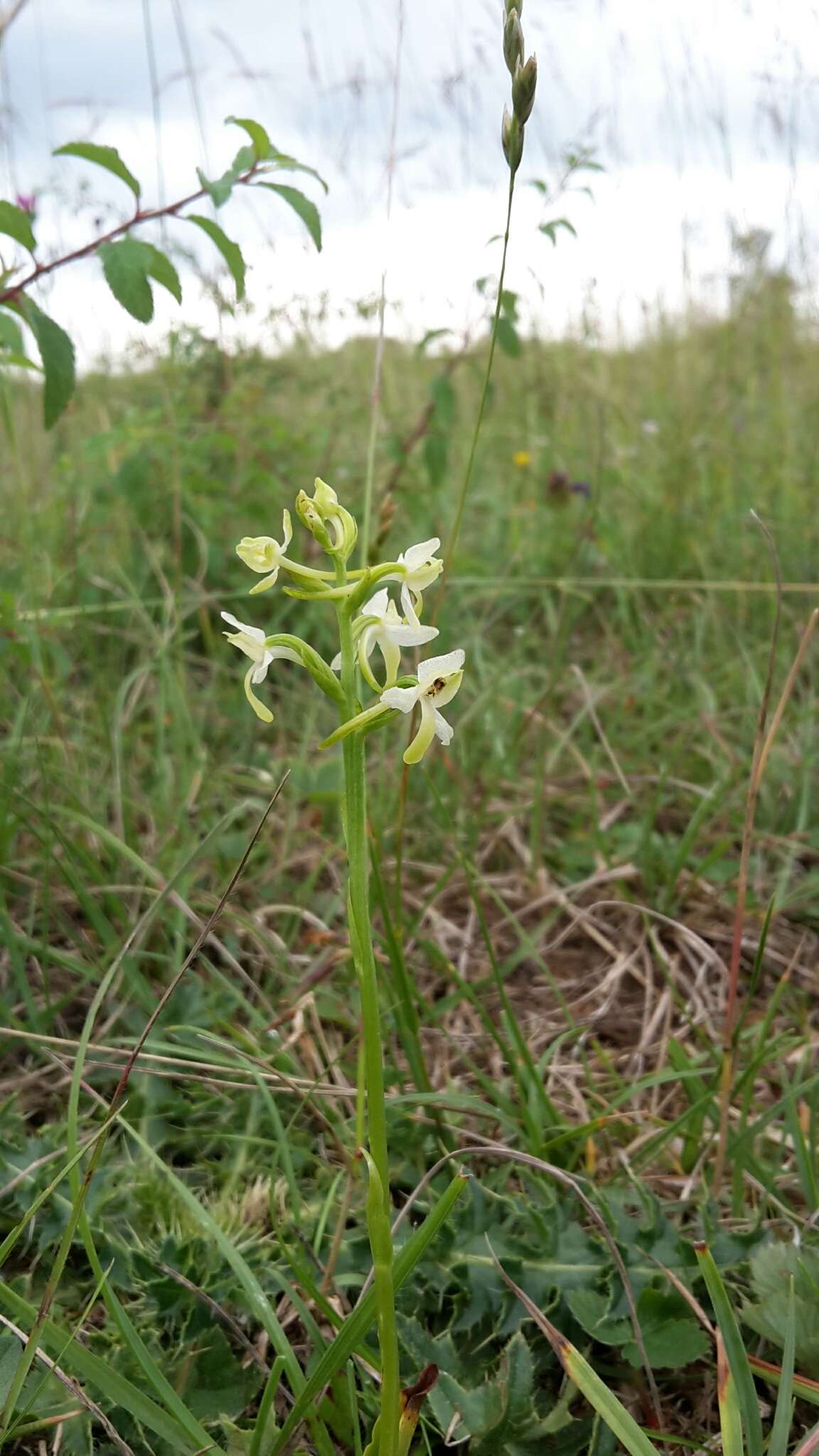 Image of lesser butterfly-orchid