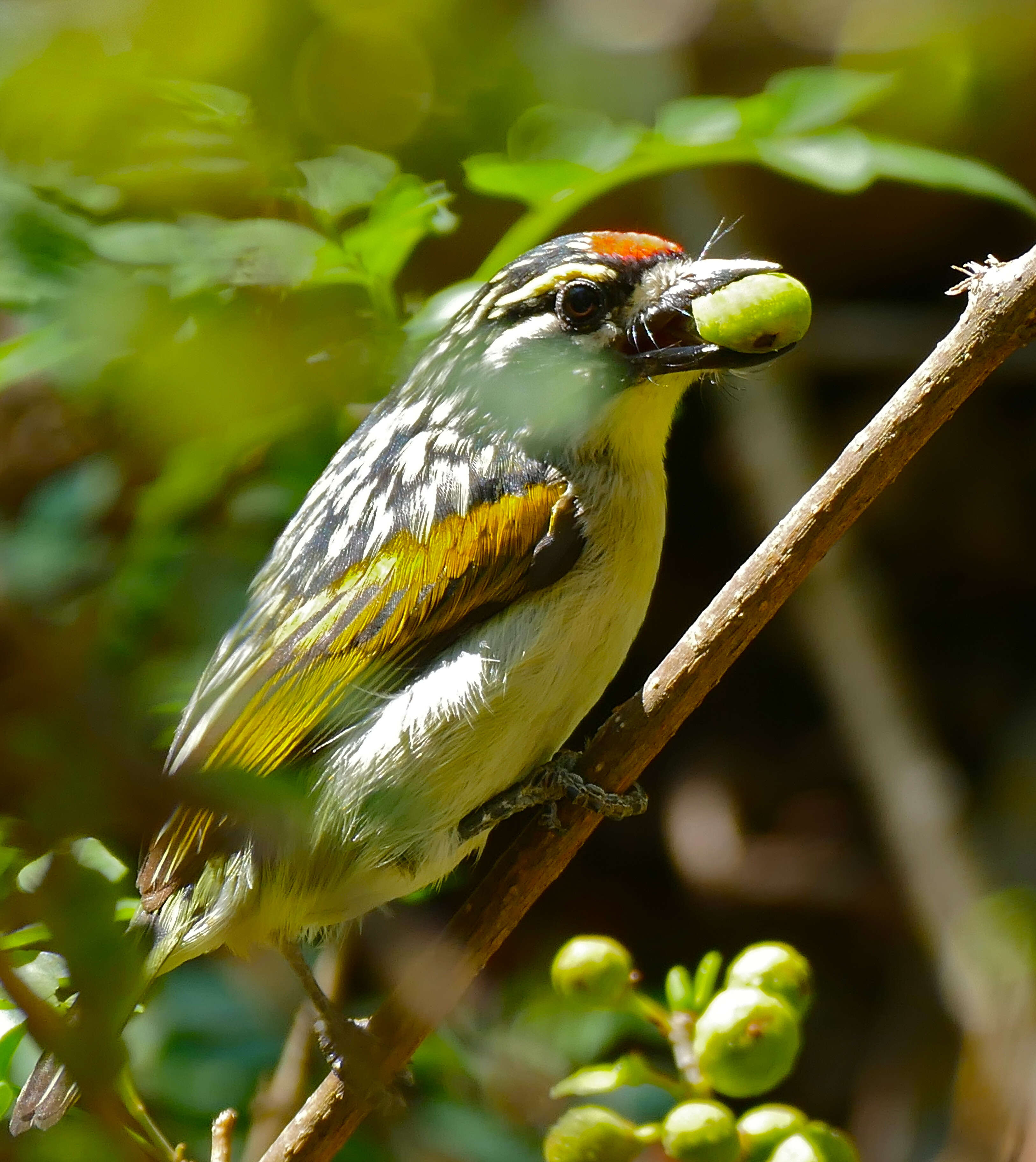 Image of Red-fronted Tinkerbird