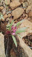 Image of Delosperma carolinense N. E. Br.