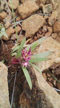 Delosperma carolinense N. E. Br. resmi