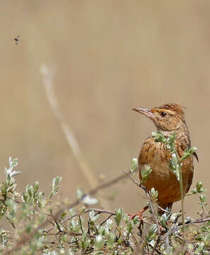 Image of Rufous-naped Lark