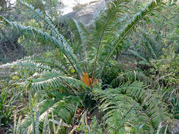 Image of Lebombo cycad