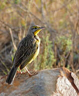 Image of Yellow-throated Longclaw