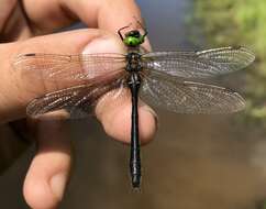 Image of Downy Emerald