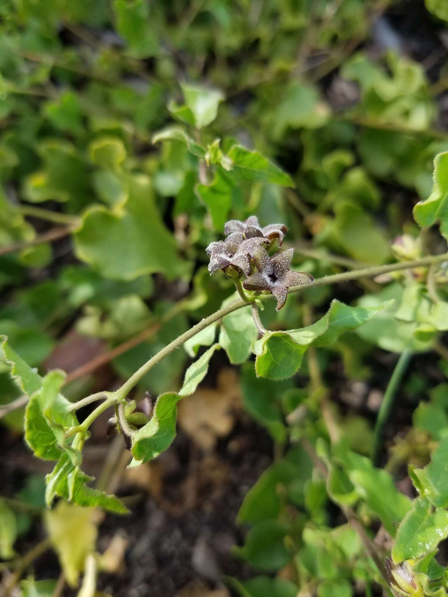 Image of trailing milkvine