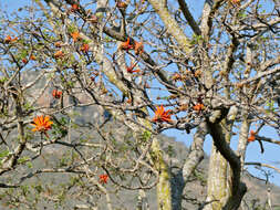 Image of Common Coral tree