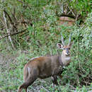 Image of Tragelaphus sylvaticus